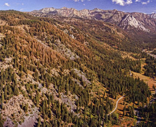 Douglas-fir Tussock Moth infestation in East Eagle Canyon - 1973